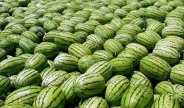 网红吃瓜情报处在哪里,追踪热点背后的秘密