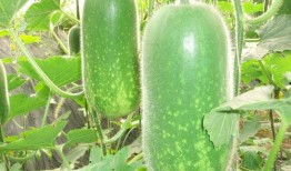 网红吃瓜打包图片大全,盘点那些搞笑又真实的打包图片大全