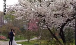 c在线观看樱花,C语言带你领略樱花之美