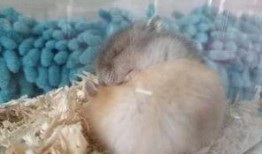 原神爆料仓鼠怎么打怪视频,高效打怪视频解析