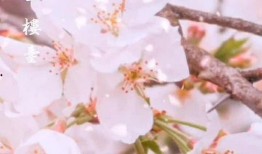 c在线观看樱花,C语言带你领略樱花之美