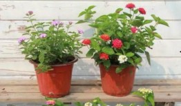 黎明最新抽奖爆料视频,惊喜连连，福利大放送！