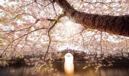 c在线观看樱花,C语言带你领略樱花之美