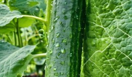 吃瓜爆料素材下载安装最新