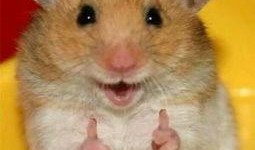 原神爆料仓鼠怎么打怪视频,高效打怪视频解析