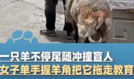 小羊被人爆料视频,真相与争议