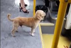 悲伤小狗爆料视频下载,揭开不为人知的背后真相