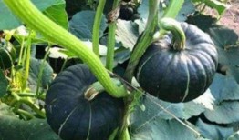 江西吃瓜网红是谁,揭秘江西本土网红背后的故事