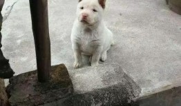 老二狗的外婆爆料视频大全,揭秘家族往事与温馨瞬间