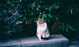 小院大妈爆料视频播放,揭秘社区生活点滴