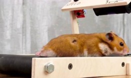 原神爆料仓鼠怎么打怪视频,高效打怪视频解析