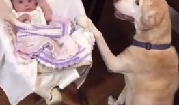 狗子直播爆料视频大全,揭秘热门视频背后的真相与幕后故事