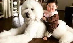 老二狗的外婆爆料视频大全,揭秘家族往事与温馨瞬间