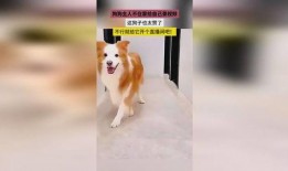 狗子直播爆料视频大全,揭秘热门视频背后的真相与幕后故事