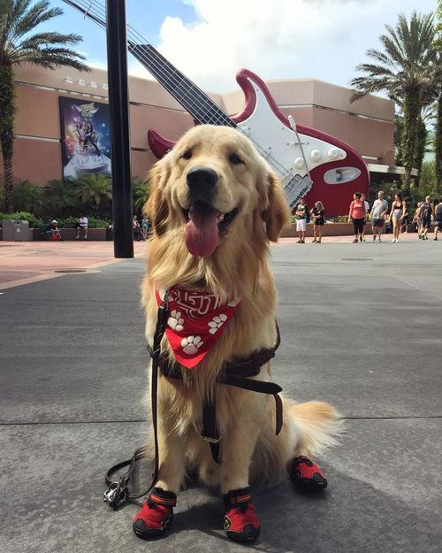 娱乐吃瓜酱精神抚慰犬,陪你度过欢乐时光