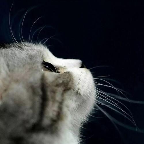 娱乐吃瓜君七七猫咪